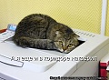 Нажмите на изображение для увеличения
Название: kotomatritsa_J.jpg
Просмотров: 210
Размер:	41.9 Кб
ID:	1003100