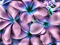 Нажмите на изображение для увеличения
Название: flowers.jpg
Просмотров: 29
Размер:	559.1 Кб
ID:	107715