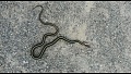 Нажмите на изображение для увеличения
Название: Snake.JPG
Просмотров: 125
Размер:	310.5 Кб
ID:	1097272