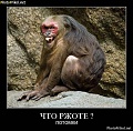 Нажмите на изображение для увеличения
Название: потомки.jpg
Просмотров: 316
Размер:	82.3 Кб
ID:	1100332