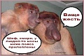 Нажмите на изображение для увеличения
Название: обезьяна 1.jpg
Просмотров: 307
Размер:	54.4 Кб
ID:	1100335