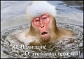 Нажмите на изображение для увеличения
Название: обезьяна 2.jpg
Просмотров: 304
Размер:	51.1 Кб
ID:	1100337