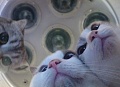 Нажмите на изображение для увеличения
Название: image.jpeg
Просмотров: 441
Размер:	51.5 Кб
ID:	1171672