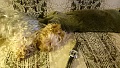 Нажмите на изображение для увеличения
Название: DSC_0158.jpg
Просмотров: 398
Размер:	349.7 Кб
ID:	1196040