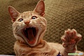 Нажмите на изображение для увеличения
Название: rzhachnye-koty-photo-lol.com-8.jpg
Просмотров: 377
Размер:	48.7 Кб
ID:	1250303