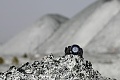 Нажмите на изображение для увеличения
Название: allianceauto2011-race-0552-1.jpg
Просмотров: 28991
Размер:	132.1 Кб
ID:	126251