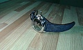 Нажмите на изображение для увеличения
Название: image-uni-73537-1815389712.jpeg
Просмотров: 402
Размер:	264.9 Кб
ID:	1275219