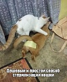 Нажмите на изображение для увеличения
Название: 1455649443_podborka_vecher_47.jpg
Просмотров: 439
Размер:	124.8 Кб
ID:	1299904
