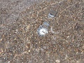 Нажмите на изображение для увеличения
Название: IMG_2040-1.JPG
Просмотров: 427
Размер:	370.0 Кб
ID:	134694