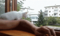Нажмите на изображение для увеличения
Название: epic-fail-fun-funny-funny-jokes-Favim.com-2187977.gif
Просмотров: 472
Размер:	3.96 Мб
ID:	1387297