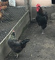 Нажмите на изображение для увеличения
Название: IMG_6945.jpg
Просмотров: 36
Размер:	687.9 Кб
ID:	1408188