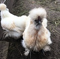 Нажмите на изображение для увеличения
Название: IMG_6946.jpg
Просмотров: 32
Размер:	685.6 Кб
ID:	1408189