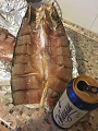Нажмите на изображение для увеличения
Название: IMG_9914.jpg
Просмотров: 37
Размер:	430.9 Кб
ID:	1491061