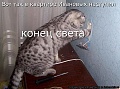 Нажмите на изображение для увеличения
Название: dlyakota.ru_kotomatricy_1329207562751.jpg
Просмотров: 387
Размер:	69.0 Кб
ID:	1502478