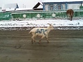 Нажмите на изображение для увеличения
Название: IMG_3996.JPG
Просмотров: 421
Размер:	71.6 Кб
ID:	1553929