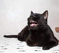 Нажмите на изображение для увеличения
Название: imgID28292372.jpg.gallery.jpg
Просмотров: 349
Размер:	33.1 Кб
ID:	1562439