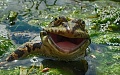 Нажмите на изображение для увеличения
Название: 8551479.jpg
Просмотров: 355
Размер:	88.9 Кб
ID:	1564431