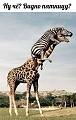 Нажмите на изображение для увеличения
Название: IMG_4151.JPG
Просмотров: 41
Размер:	54.3 Кб
ID:	1569971