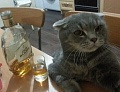Нажмите на изображение для увеличения
Название: d2c26c77051d35.jpg
Просмотров: 418
Размер:	39.0 Кб
ID:	1586149