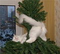 Нажмите на изображение для увеличения
Название: 0_94291_b4437279_L.jpg
Просмотров: 429
Размер:	67.0 Кб
ID:	1643259