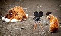 Нажмите на изображение для увеличения
Название: режиссёр.jpg
Просмотров: 413
Размер:	103.6 Кб
ID:	1657646