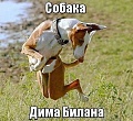 Нажмите на изображение для увеличения
Название: биланопёс.jpg
Просмотров: 479
Размер:	51.2 Кб
ID:	1664486
