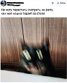 Нажмите на изображение для увеличения
Название: кошка.jpg
Просмотров: 644
Размер:	42.9 Кб
ID:	1670447