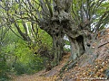 Нажмите на изображение для увеличения
Название: der-innere-landgraben-im-friedrichwald-bei-aachen-mit-alten-kopfbuchen-8.jpg
Просмотров: 27
Размер:	675.4 Кб
ID:	1691592