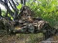 Нажмите на изображение для увеличения
Название: der-innere-landgraben-im-friedrichwald-bei-aachen-mit-alten-kopfbuchen.jpg
Просмотров: 27
Размер:	626.5 Кб
ID:	1691593