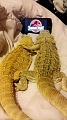 Нажмите на изображение для увеличения
Название: IMG_4851.jpg
Просмотров: 434
Размер:	254.8 Кб
ID:	1725460