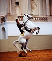 Нажмите на изображение для увеличения
Название: RTEmagicC_11_1031_AP_cheval_01_jpg.jpg
Просмотров: 334
Размер:	48.0 Кб
ID:	177130