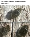 Нажмите на изображение для увеличения
Название: IMG_5428.JPG
Просмотров: 427
Размер:	211.5 Кб
ID:	1798111