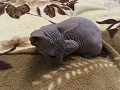 Нажмите на изображение для увеличения
Название: IMG_0241.jpg
Просмотров: 182
Размер:	381.0 Кб
ID:	1917420