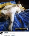 Нажмите на изображение для увеличения
Название: 75EB2C0E-94CE-4D34-99A4-F3C6E74A3A88.jpeg
Просмотров: 455
Размер:	128.0 Кб
ID:	1961347