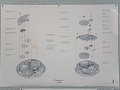 Нажмите на изображение для увеличения
Название: SAM_0206.jpg
Просмотров: 867
Размер:	246.0 Кб
ID:	201297