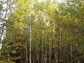 Нажмите на изображение для увеличения
Название: DSC01919.jpg
Просмотров: 89
Размер:	915.4 Кб
ID:	215075