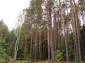 Нажмите на изображение для увеличения
Название: DSC01955.jpg
Просмотров: 70
Размер:	699.0 Кб
ID:	215087