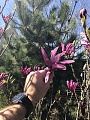 Нажмите на изображение для увеличения
Название: 42BFFFDF-DE0D-45F7-B804-5AE5F29DBB63.jpg
Просмотров: 73
Размер:	537.8 Кб
ID:	2160842