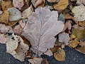 Нажмите на изображение для увеличения
Название: IMG_02690006.JPG
Просмотров: 31
Размер:	1.37 Мб
ID:	2357094