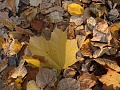 Нажмите на изображение для увеличения
Название: IMG_02790007.JPG
Просмотров: 39
Размер:	1.25 Мб
ID:	2357095