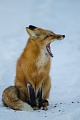Нажмите на изображение для увеличения
Название: fox by ARBITRAGE.jpg
Просмотров: 168
Размер:	597.7 Кб
ID:	2435139