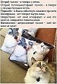 Нажмите на изображение для увеличения
Название: 8E46CAC9-261E-42B9-94E1-0409D03532CD.jpeg
Просмотров: 575
Размер:	200.4 Кб
ID:	2594704