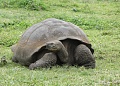 Нажмите на изображение для увеличения
Название: 09_1106_IWC_tortue.jpg
Просмотров: 416
Размер:	46.4 Кб
ID:	26410