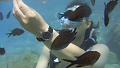 Нажмите на изображение для увеличения
Название: scuba-under-water.png
Просмотров: 301
Размер:	909.9 Кб
ID:	2699557