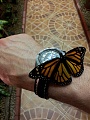 Нажмите на изображение для увеличения
Название: 20120614_185744.jpg
Просмотров: 329
Размер:	348.2 Кб
ID:	271395