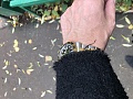 Нажмите на изображение для увеличения
Название: 49693999-CF88-4E7C-A32A-D6BA5D9B1088.jpg
Просмотров: 249
Размер:	328.2 Кб
ID:	2723773