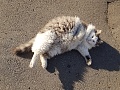 Нажмите на изображение для увеличения
Название: 34A47786-A3D5-4C3B-BB77-1D43BA285595.jpg
Просмотров: 122
Размер:	843.5 Кб
ID:	2833939