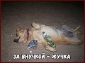 Нажмите на изображение для увеличения
Название: Жучка.jpg
Просмотров: 483
Размер:	390.7 Кб
ID:	2834848