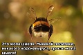 Нажмите на изображение для увеличения
Название: 79c2494f65cd.jpg
Просмотров: 587
Размер:	95.0 Кб
ID:	2909690