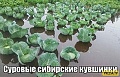 Нажмите на изображение для увеличения
Название: 2a33b978e5f1.jpg
Просмотров: 507
Размер:	47.1 Кб
ID:	2986406